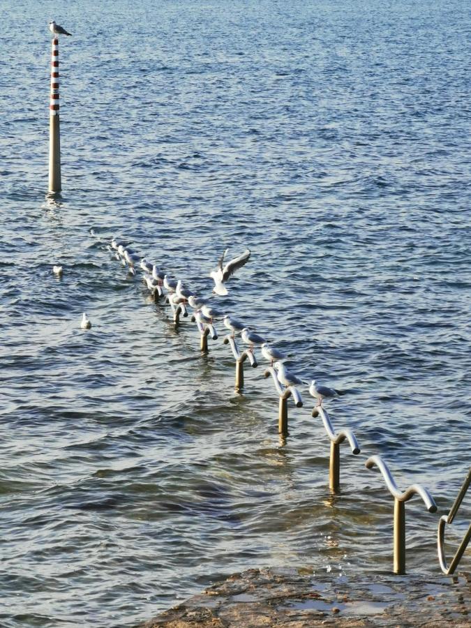 Nina Deluxe Superior 5 Star Apartment, Your Piece Of Heaven By The Sea & Park Novigrad Istria Eksteriør bilde